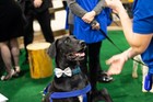 Black Tie Tailgate 2024 (General Event Photos)