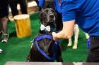 Black Tie Tailgate 2024 (General Event Photos)