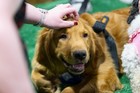 Black Tie Tailgate 2024 (General Event Photos)