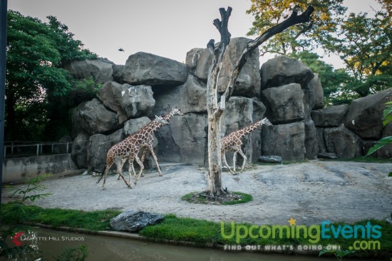 Summer Ale Festival at The Zoo!