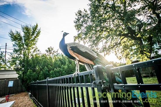 Summer Ale Festival at The Zoo!