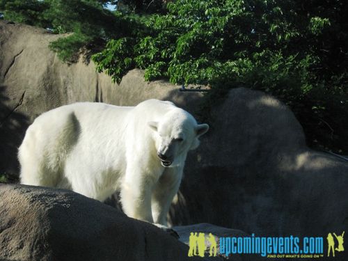 Zoobilee 2008