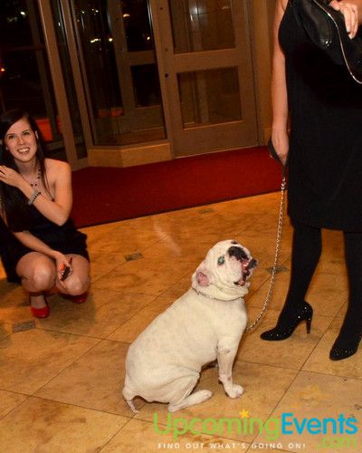 Bad Dog Ball