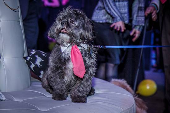 17th Annual Philly Fur Ball