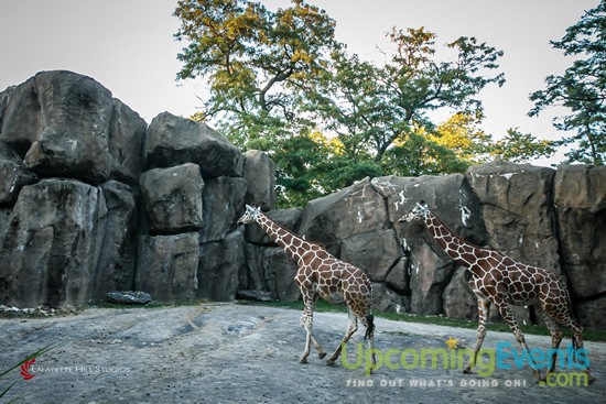 Summer Ale Festival at The Zoo!