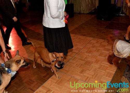 Bad Dog Ball