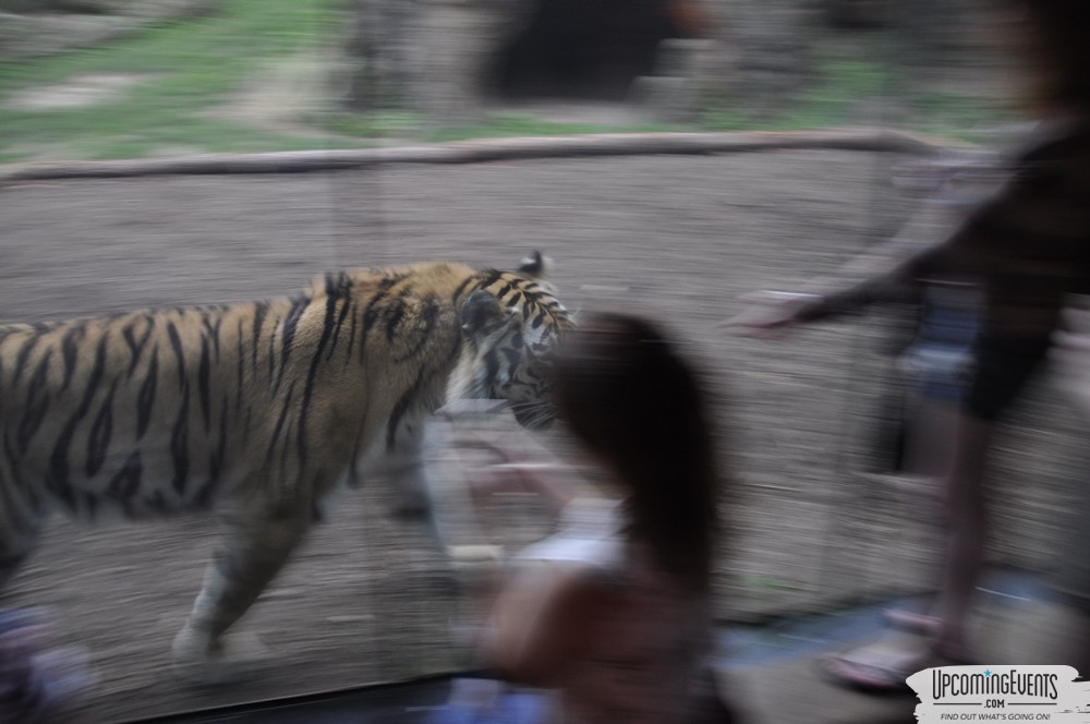 Summer Ale Festival at The Phladelphia Zoo